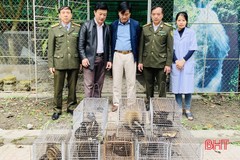 Vườn Quốc gia Vũ Quang thả 8 cá thể cầy về môi trường tự nhiên
