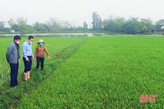 Sở NN&PTNT Hà Tĩnh hướng dẫn phòng trừ sâu bệnh hại cây trồng