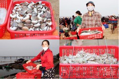 Hải sản tươi sống “đắt khách”, ngư dân Hà Tĩnh phấn khởi vươn khơi