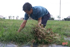 Mùa dưa “kém vui” của nông dân Thạch Hà