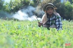Trồng cây dược liệu, nông dân Cẩm Xuyên lãi gấp 4 lần trồng lúa