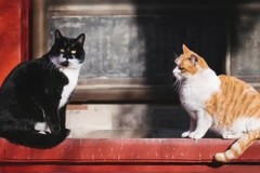 Đội ’thị vệ mèo' tại Tử Cấm Thành Trung Quốc