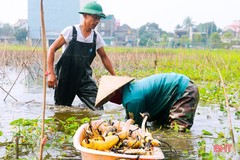 Cận cảnh thu hoạch sen trồng ở vùng đất hoang TP Hà Tĩnh