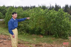 Cần xem xét cấp giấy chứng nhận quyền sử dụng đất cho gia đình ông Võ Xuân Hoa