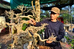 Khám phá vườn bonsai tiền tỷ ở Nghi Xuân
