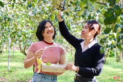Trải nghiệm vườn táo hữu cơ trĩu quả ở Hà Tĩnh