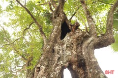 Chiêm ngưỡng “cây thị ăn thề” gắn với sự tích cứu vua Lê Lợi ở Hà Tĩnh