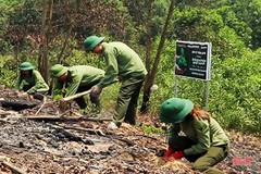 Hà Tĩnh “khởi động” mục tiêu trồng 8.600 ha rừng tập trung