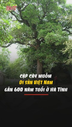 Cặp cây muỗm "Cây Di sản Việt Nam" gần 600 tuổi ở Hà Tĩnh