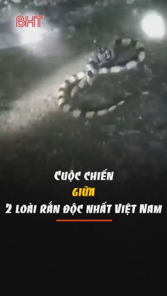 Cuộc chiến giữa 2 loài rắn độc nhất Việt Nam