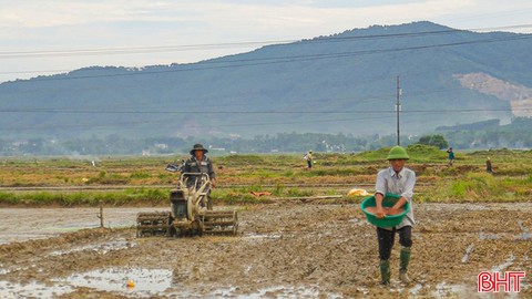 Hà Tĩnh gieo cấy đạt hơn 63% kế hoạch vụ lúa hè thu