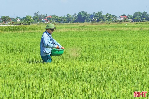 Mưa giải nhiệt, nông dân Hà Tĩnh tích cực chăm sóc lúa hè thu