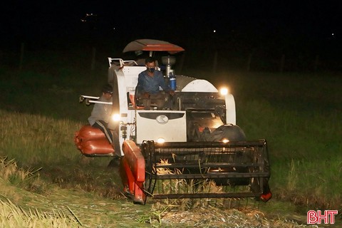Náo nức ra đồng gặt lúa xuyên đêm