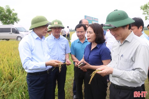 Chủ tịch UBND tỉnh kiểm tra tiến độ thu hoạch lúa xuân ở Can Lộc
