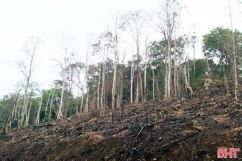 Gây cháy rừng, người đàn ông ở Hương Khê bị phạt 90 triệu đồng