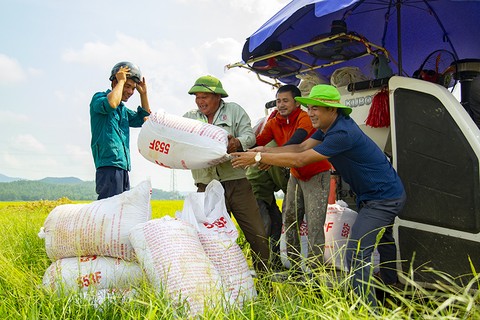 Giá lúa tăng cao, nông dân Hà Tĩnh vui như hội