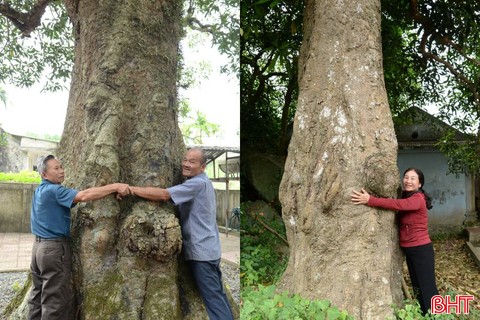 Ngắm cặp cây muỗm gần 600 năm tuổi ở Cẩm Xuyên
