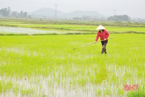Chi hội trưởng sản xuất gần 1,4 mẫu lúa: “Mình phải cố gắng làm kinh tế giỏi thì người dân mới nghe”