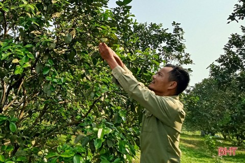 Nông dân Can Lộc chăm sóc cam, bưởi thời kỳ đơm hoa