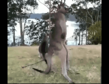 Thế giới động vật: Hài hước với kiểu gãi ngứa “khó đỡ” của con kangaroo