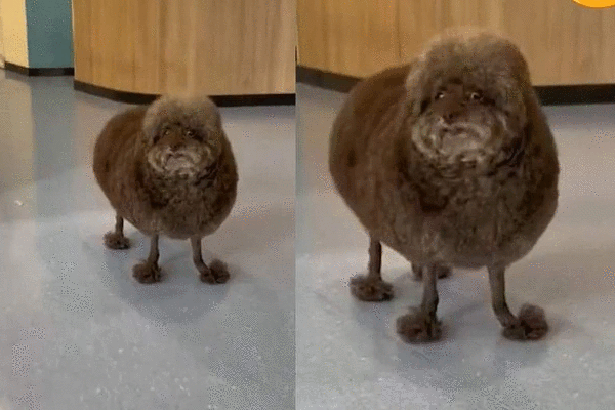 Chú chó hoang mang khi bị cắt tỉa cho bộ lông giống cừu