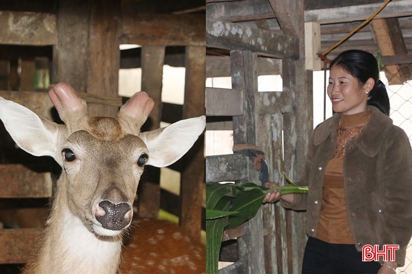 Chị Trần Thị Tuyến (thôn Tượng Sơn, xã Sơn Hàm) hy vọng con hươu giống của gia đình sẽ tiếp tục cho cặp nhung đạt chất lượng tốt, trọng lượng cao.